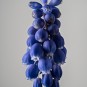 Hyazinthe im Focusstacking, 8 Aufnahmen - Helicon Focus