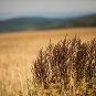 durch die geringe Tiefenschärfe wird das Objekt sichtbarer als beim bloßen Hinsehen