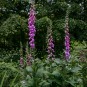 Digitalis