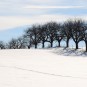 Kirschbäume im Winter, EOS 20 D