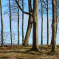 Buchenkrone