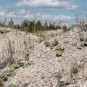 egal wie trocken - die Natur kommt immer durch