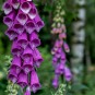 Digitalis