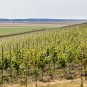 11 Grad, SSW-Hang - der größte Weinberg Brandenburgs im Tagebau