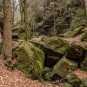 nachmittäglicher Waldweg