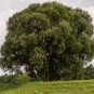 gigantischer Baum