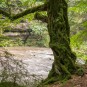 felliges Baumwesen im Polenztal