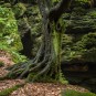 Weg vom Polenztal nach Hohnstein