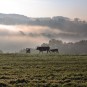 Kühe im Morgennebel, EOS 5D