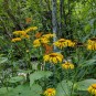 Schmetterlinge und Blumen im Wald