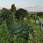 Unitarierfriedhof im Zwielicht