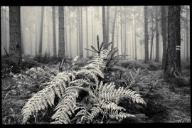 heller Farn auf dunkelgrün im Nebelwald