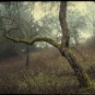 tschechischer Obstbaum