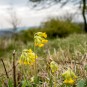 Schlüsselblume