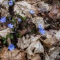 Leberblümchen auf Blattgerippen