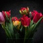 Tulpen HighRez - an diesem Motiv mussten sich D5500 und D800 der Pen-F geschlagen geben