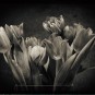 Tulpen mit SilverFX verschlimmbessert (und mit Wasser bespritzt)