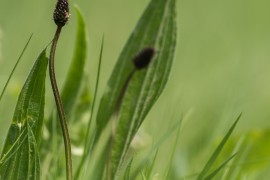 Schärfentiefe - Tiefenschärfe