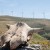Windkraft und Rindkraft