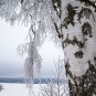 Birken im Winterschlaf