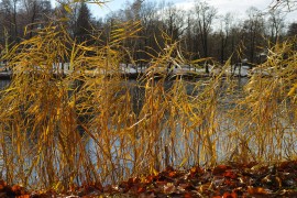 Schilf am Teich (SIGMA DPM2)