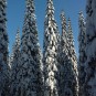 Baum - schweres tragend