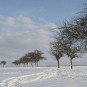 Apfelbäume in der Winterruhe