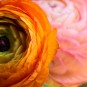 Ja - keine Tulpen (aber Strauß Nummer 2 muss auch weg)