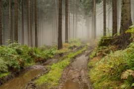 schwieriges Terrain: Forst eben