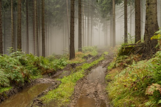 schwieriges Terrain: Forst eben