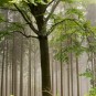 Vertikalpanorama eines Solitärs