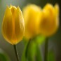 D800 Tulip