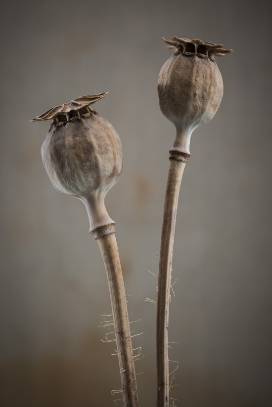 Mohn