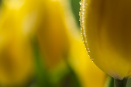 Nieselregen OM-D