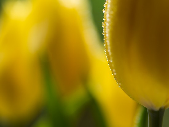 Nieselregen OM-D