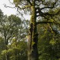 Urwaldbaum im Morgenlicht