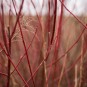 Roter Busch