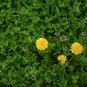 Klee mit Taraxacum-Akzent | 100 x 70 cm