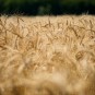 Erntereif unser Brot