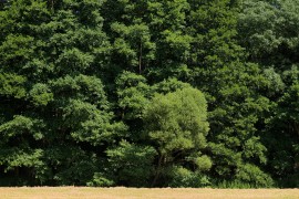 Auenwald bei Laske