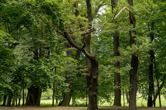 Pfad der Eichen von Lindenau nach Großkmehlen