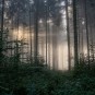 Nebelschwaden ziehen durch den Wald