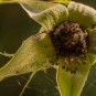 Rose - einen Monat nach der Blüte