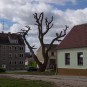 verstümmelter Baum, DDR-Block (halbleer), Eigenheim