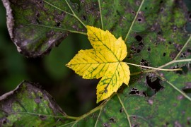 Blatt auf Blatt