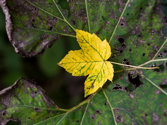 Blatt auf Blatt