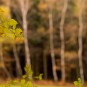 Struktur 2, man muss ja nicht immer auf die Struktur scharf stellen (OM-D, 75/1,8 Offenblende)