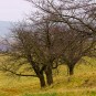 Obstbäume 4 Monate vor der Blüte