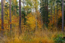 Mischwald im Spätherbst