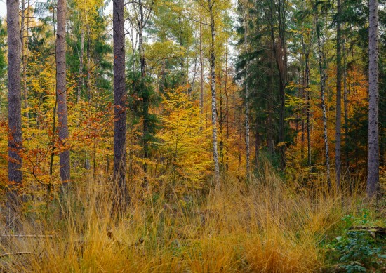 Mischwald im Spätherbst